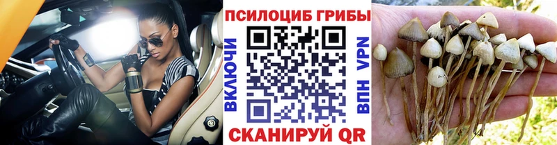 Псилоцибиновые грибы Psilocybine cubensis наркота Астрахань