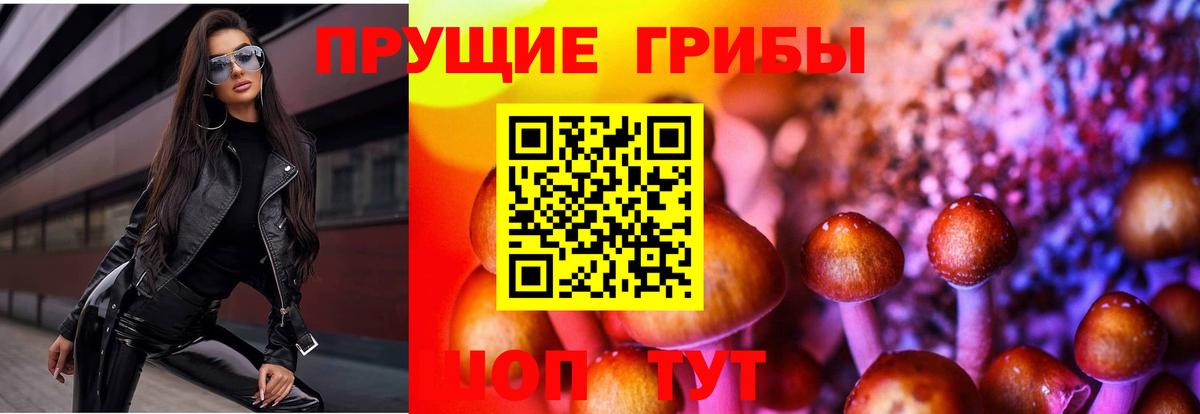 Псилоцибиновые грибы GOLDEN TEACHER  Астрахань  Псилоцибиновые грибы Psilocybe 